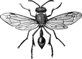 vasaio vespa, Vintage ▾ illustrazione. vettore