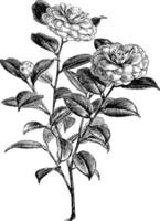 fioritura ramo di camelia japonica Vintage ▾ illustrazione. vettore