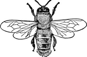 ape o api mellifica, Vintage ▾ illustrazione. vettore