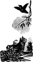 gatto e uccello, Vintage ▾ illustrazione. vettore