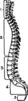 spinale colonna, Vintage ▾ illustrazione. vettore
