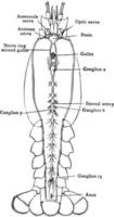 Gambero nervoso sistema, Vintage ▾ illustrazione. vettore