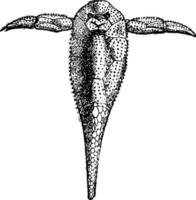 pterichthys milleri mare scorpione blindato pesce, Vintage ▾ illustrazione. vettore