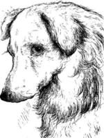 cane, Vintage ▾ illustrazione. vettore