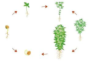 canapa germinazione fasi. canapa crescita infografica. pianta in crescita ciclo vettore