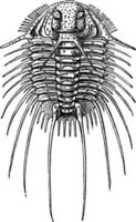 coperto di spine trilobite, Vintage ▾ illustrazione. vettore