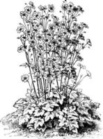 anemone japonica alba fiore Vintage ▾ illustrazione. vettore