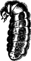 larva di il rosso formica Vintage ▾ illustrazione. vettore