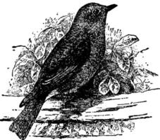 uccello azzurro, Vintage ▾ illustrazione. vettore