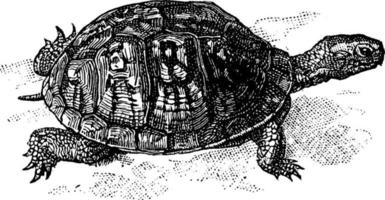 scatola tartaruga terrapene, Vintage ▾ illustrazione vettore