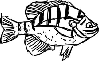 pesce disegno, illustrazione, vettore su bianca sfondo.