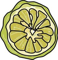 kaffir lime, illustrazione, vettore su bianca sfondo.