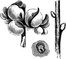 quercia galle, Vintage ▾ illustrazione. vettore