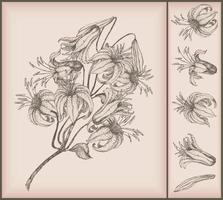 Vintage ▾ fiore disegno vettore