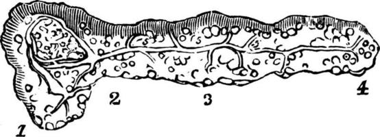 pancreas, Vintage ▾ illustrazione. vettore