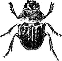 sacro scarafaggio, Vintage ▾ illustrazione. vettore