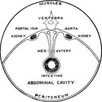 coniglio addome, Vintage ▾ illustrazione. vettore