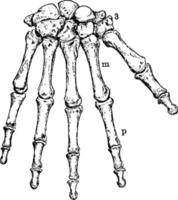 il umano polso e mano ossa, Vintage ▾ illustrazione. vettore