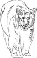 orso disegno, illustrazione, vettore su bianca sfondo.