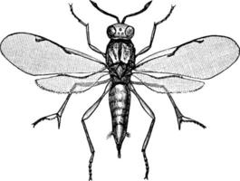 calcide vespa, Vintage ▾ illustrazione. vettore