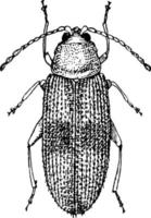 adulto scarafaggio, Vintage ▾ illustrazione vettore