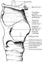 cartilagini e legamenti di laringe, Vintage ▾ illustrazione. vettore