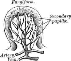 fungiforme papille, Vintage ▾ illustrazione. vettore