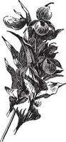 cypripedium pubescens Vintage ▾ illustrazione. vettore