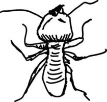 termite disegno, illustrazione, vettore su bianca sfondo.