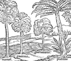 hispaniola alberi Vintage ▾ illustrazione. vettore