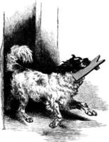 cane, Vintage ▾ illustrazione. vettore