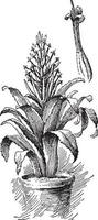 billbergia vexillaria Vintage ▾ illustrazione. vettore