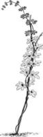 lygodium palmatum Vintage ▾ illustrazione. vettore