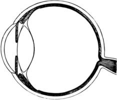 verticale sezione di il bulbo oculare, Vintage ▾ illustrazione. vettore