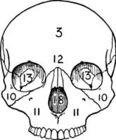 adulto cranio, Vintage ▾ illustrazione. vettore