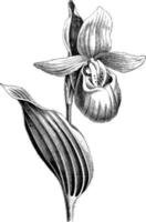 singolo fiore di cypripedium spettacolare Vintage ▾ illustrazione. vettore