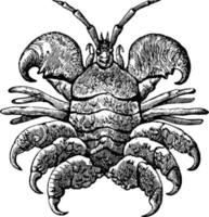 balena crostaceo, Vintage ▾ illustrazione. vettore