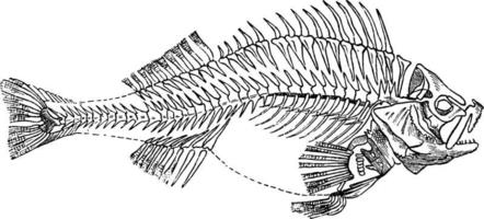 pesce scheletro, Vintage ▾ illustrazione. vettore
