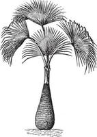 Sabal palmetto Vintage ▾ illustrazione. vettore