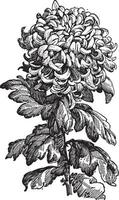 nuovo genere di crisantemo Vintage ▾ illustrazione. vettore