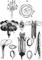 struttura di un' fiore Vintage ▾ illustrazione. vettore