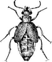 olio scarafaggio, Vintage ▾ illustrazione. vettore