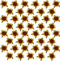 girasole sfondo, illustrazione, vettore su bianca sfondo.