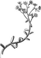 pianta di sedum Vintage ▾ illustrazione. vettore