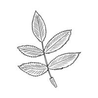 rosa canina foglia mano disegnato nel scarabocchio stile. icona, etichetta, arredamento elemento. schizzo, monocromo, minimalismo scandinavo vettore