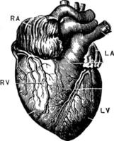 il cuore, Vintage ▾ illustrazione. vettore