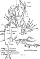 rami di il aorta Vintage ▾ illustrazione. vettore