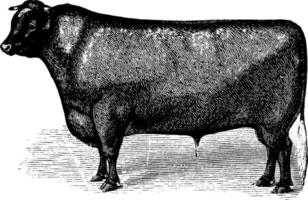 corto corno bestiame, Vintage ▾ illustrazione. vettore