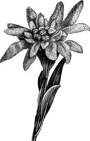 fiore testa di stella alpina Vintage ▾ illustrazione. vettore