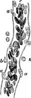 capillari mostrando emigrazione di leucociti, Vintage ▾ illustrazione. vettore